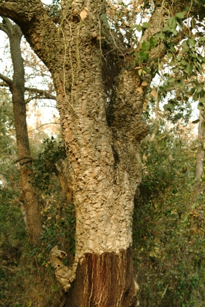 Quercus suber / Quercia da sughero